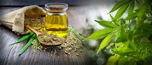 Can You Take CBD Oil and CBD Gummies at the Same Time?