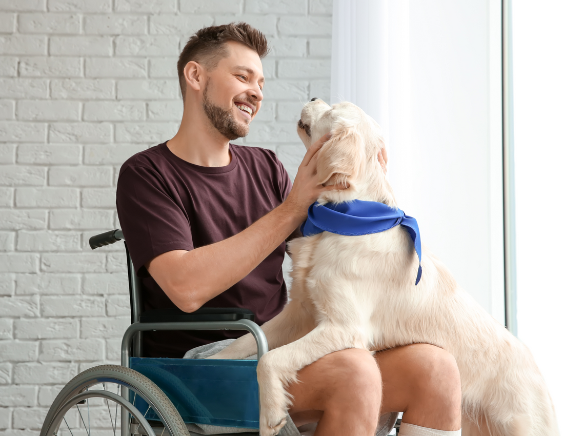 The Benefits of CBD for our Veterans and Their Service Animals